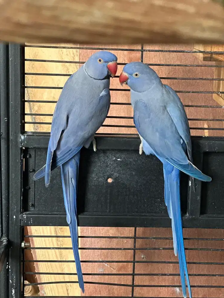 indian ringneck / parrot / burung siap ternak