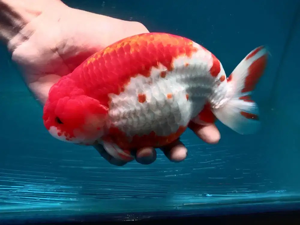 Jual berbagai jenis ikan hias mas koki