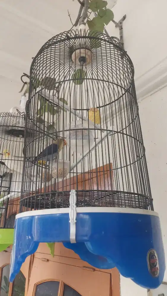 burung lovebird parblue fs