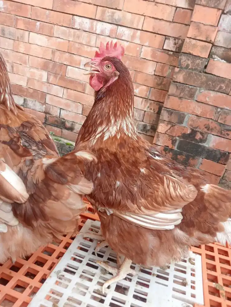 Ayam Petelur Usia 25 27 Produksi