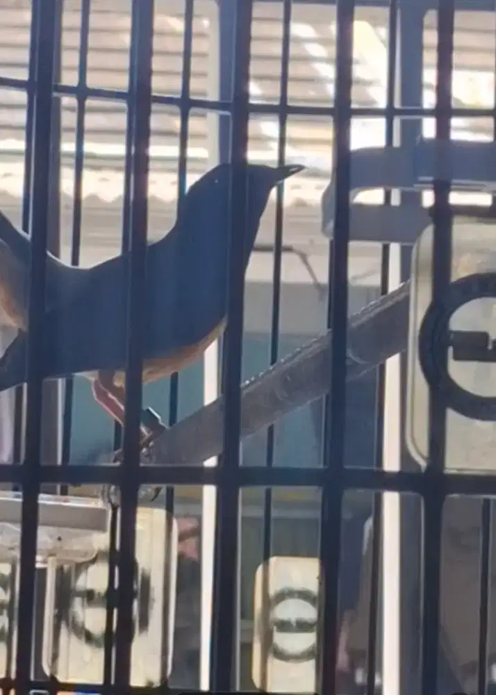 Jual burung prestasi baru beres mabung.nego