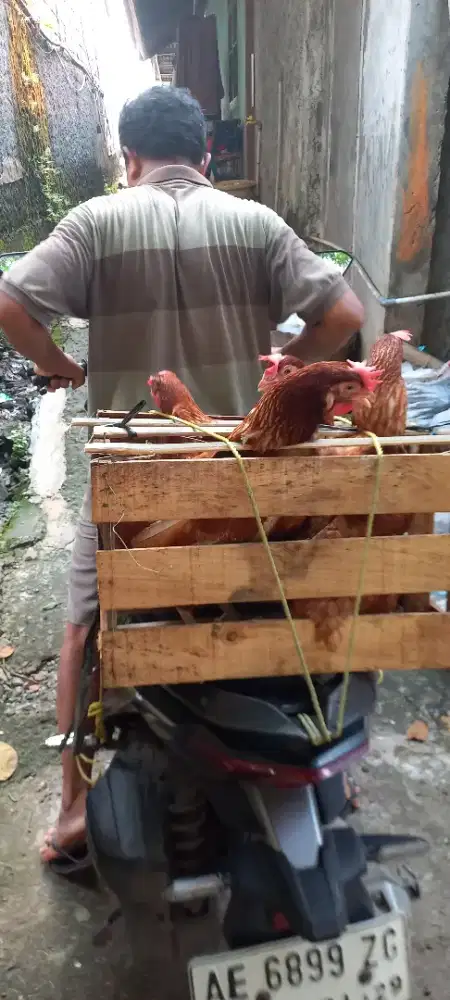 Ready Ayam Petelur Usia 25 27 Produksi
