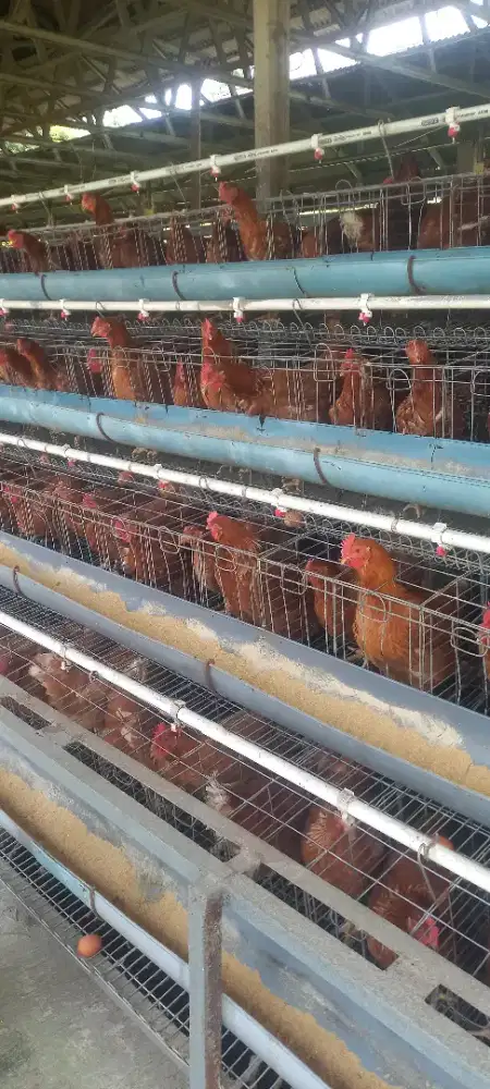 Ayam Petelur Usia 25/26 Siap Kirim  Harga Grosir