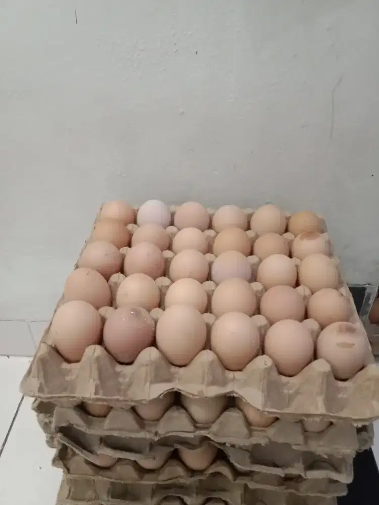 Telur fres dari kandang