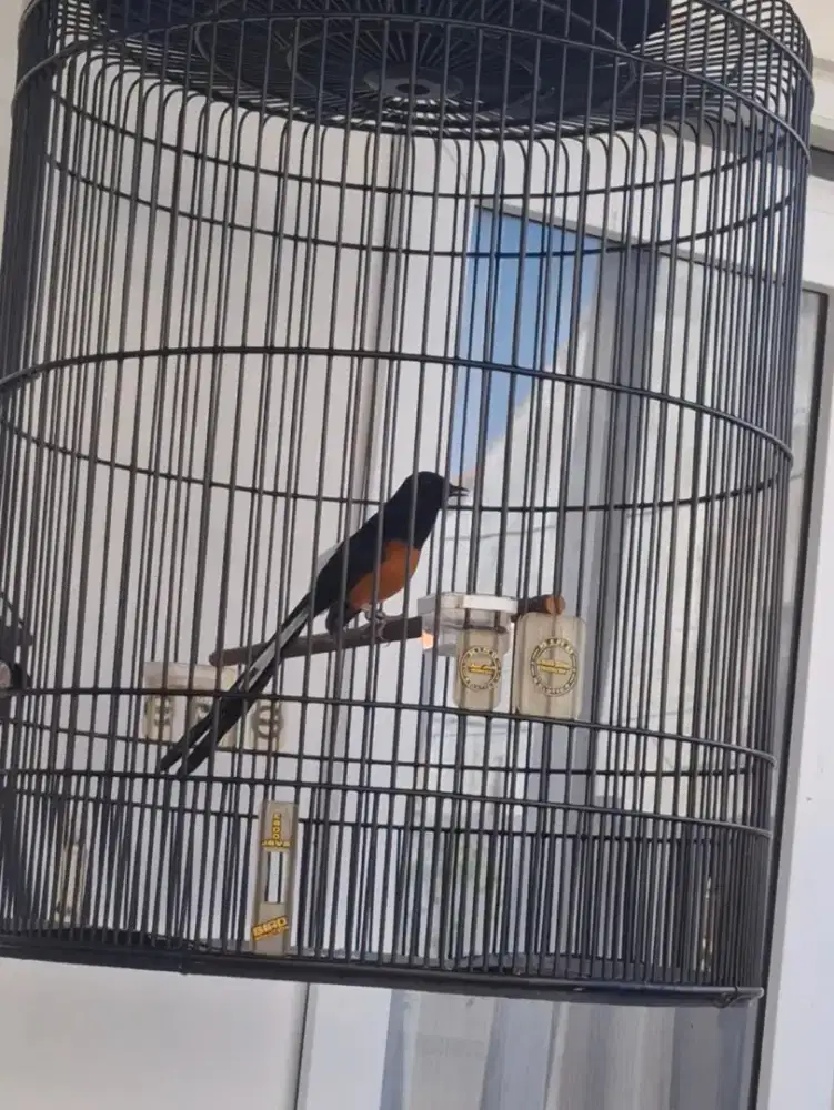 Kali ada yang minat burung baru beres mabung insaya alloh joos