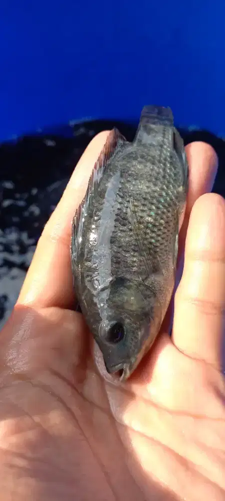 Bibit Ikan Nila Black Prima Monosex 2 Jari