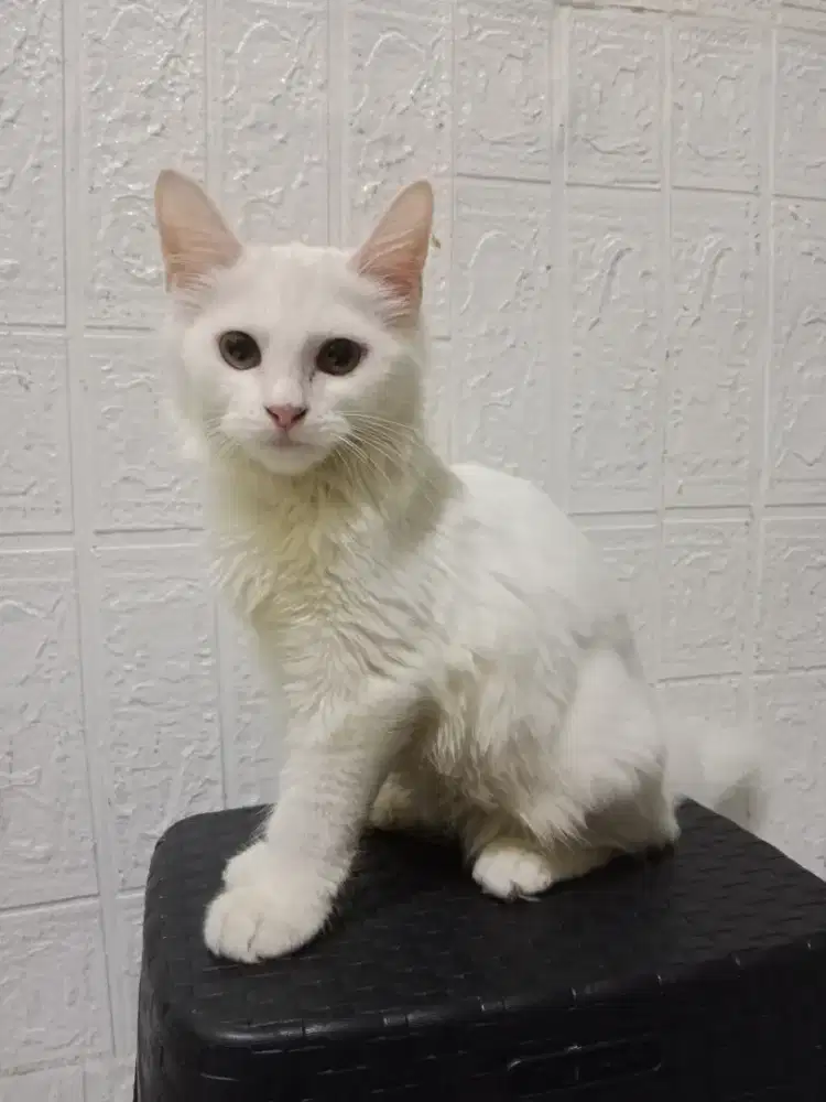 Kitten anggora putih