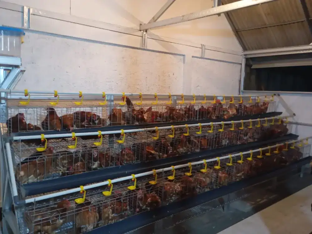 Kandang Batrei Galvanis Ayam Petelur kapasitas 100 Ekor