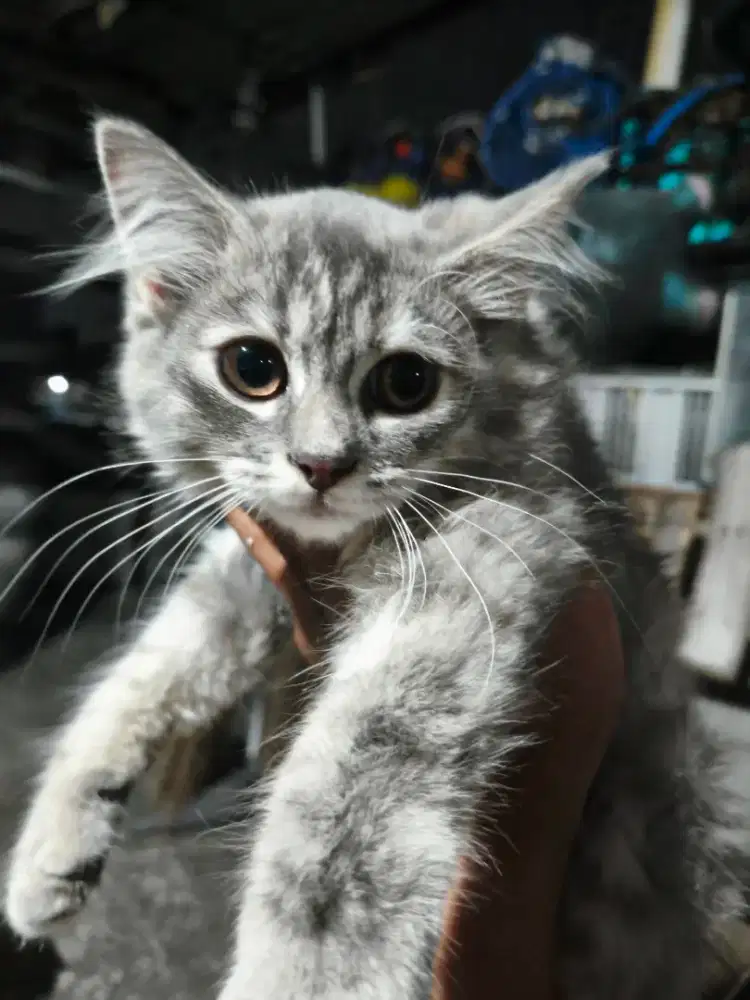Kucing pranakan bsh