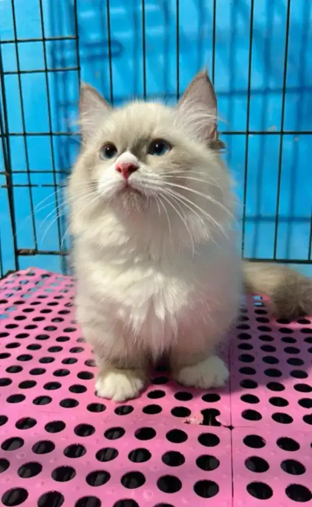 Kucing Radgol Munchkin Cebol Betina