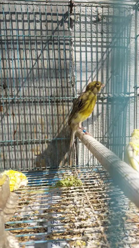 Burung kenari f1sfbb paud/anak jantan
