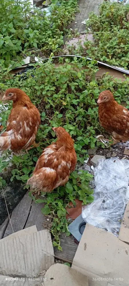 Jual ayam petelur usia 1bulan ada 5 ekor ayam sehat per ekor 50k pm