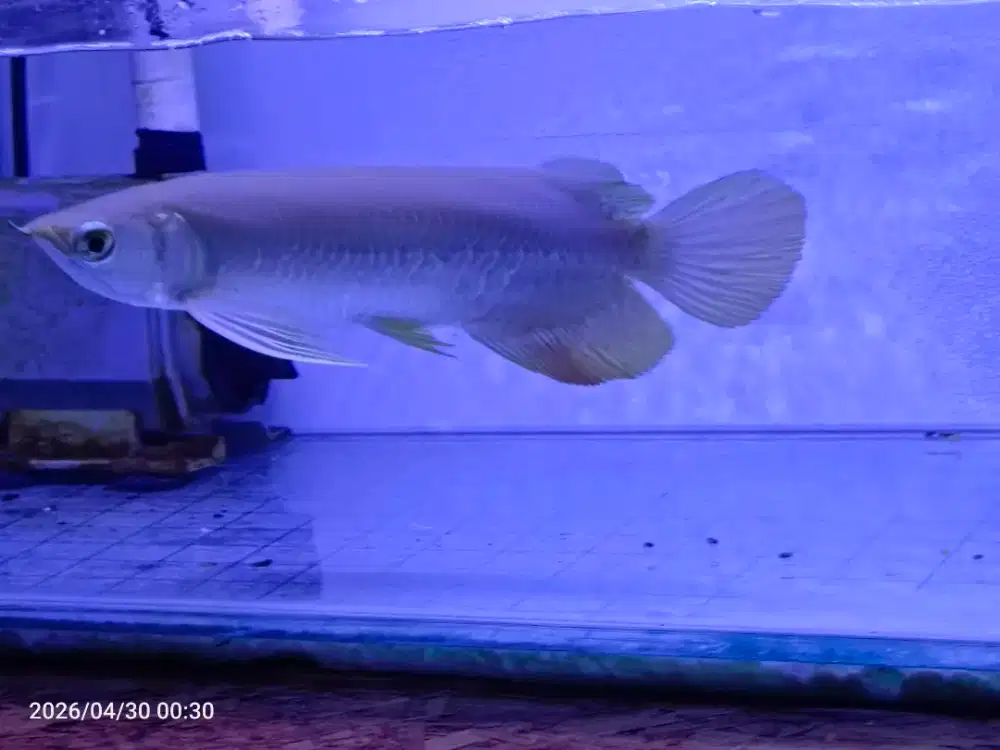 Di jual arowana golden red 25cm bagus