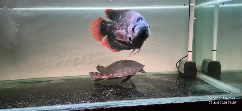 Ikan Gurame Sabah/Kaloi
