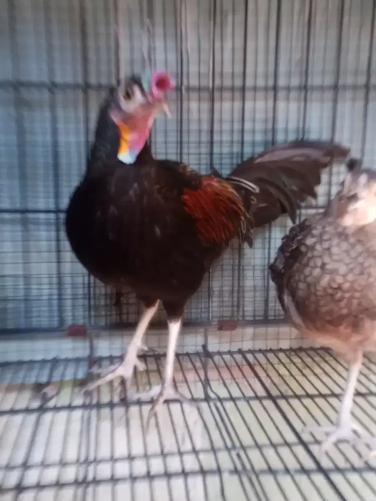 Ayam hutan hijau ORI sepasang