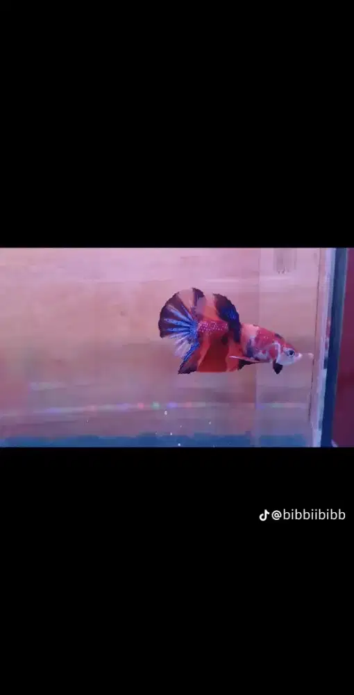 IKAN CUONAG PK MULTI NEMO