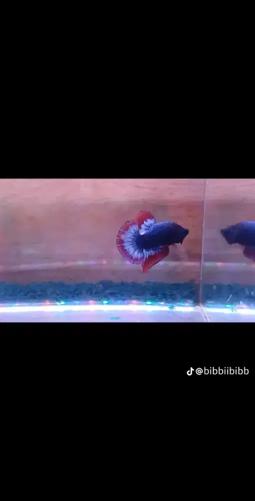 Ikan cupang PK WAROCHAI