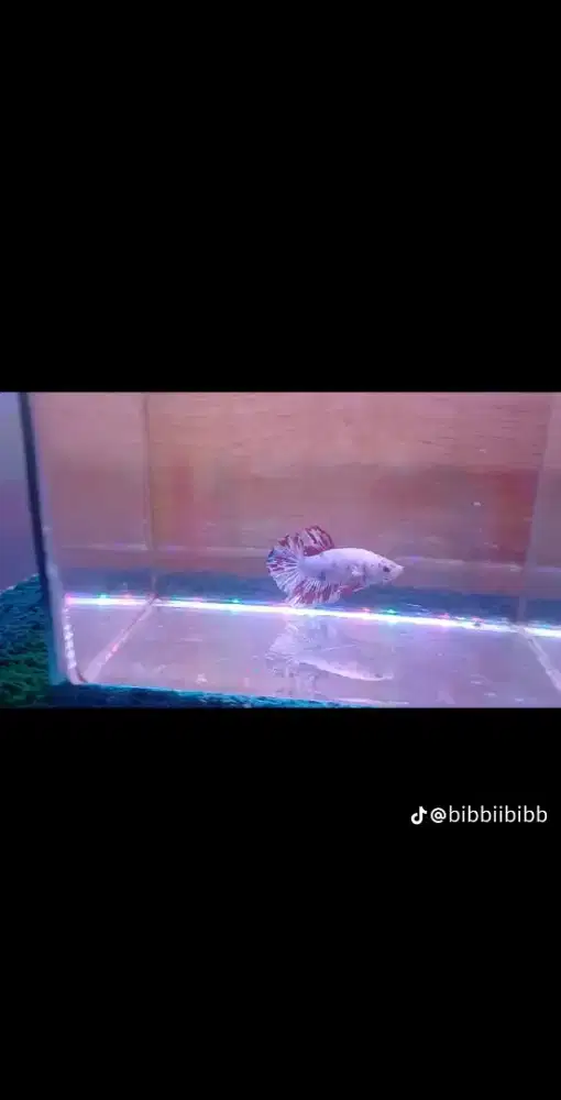 IKAN CUPANG CANDY API