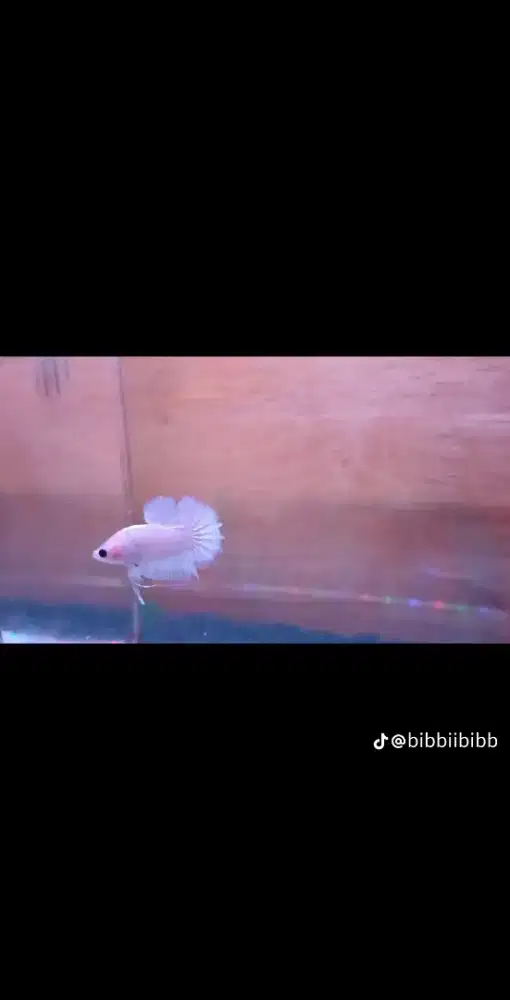 IKAN CUPANG FCCP SAKURA