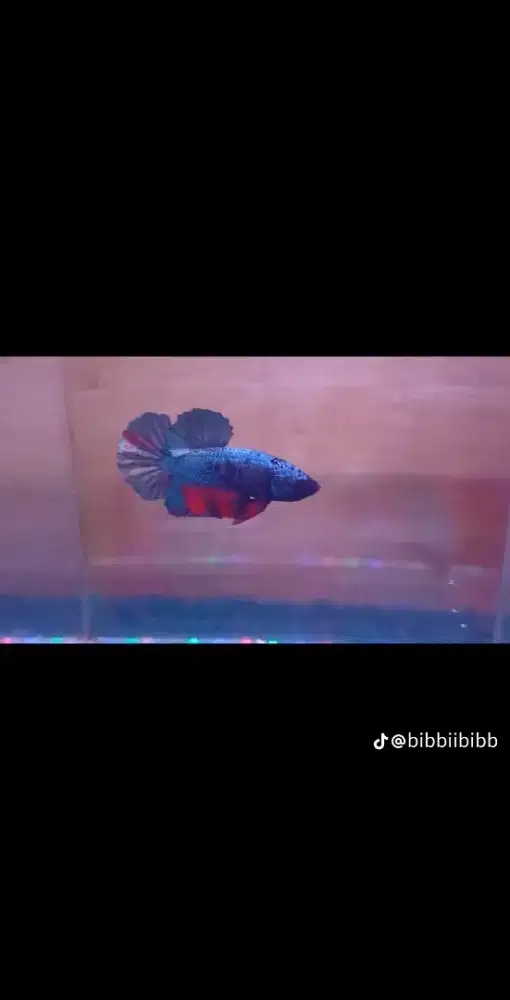 Ikan cupang pk avatar COOPER
