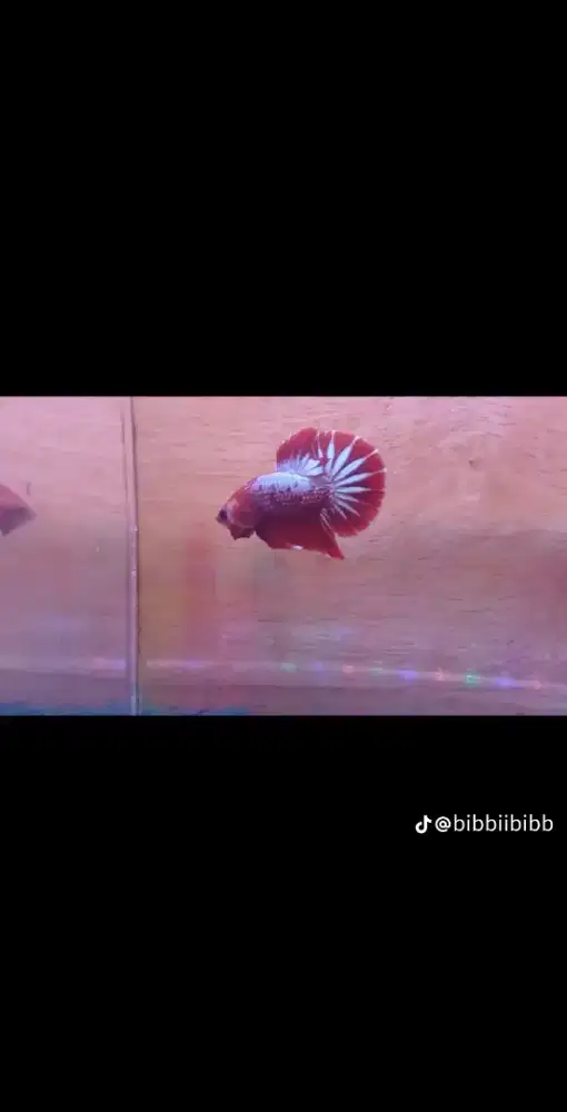 Ikan cupang HMPK fccp red