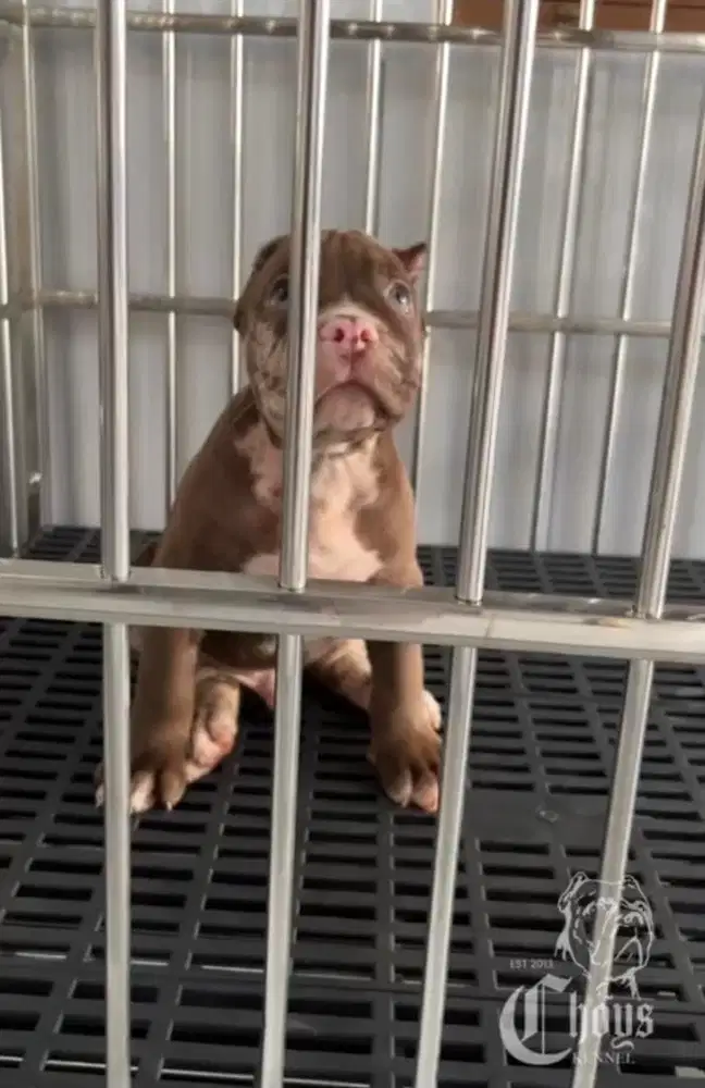 Pitbull Puppy Jantan