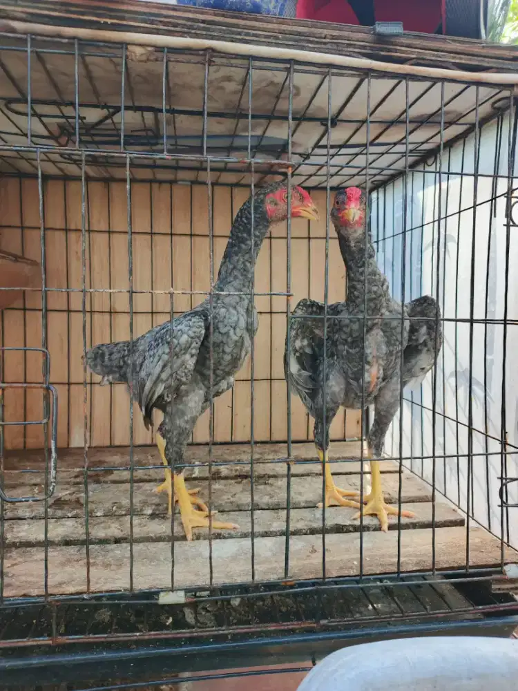 Ayam Ko shamo mini darkblue jantan