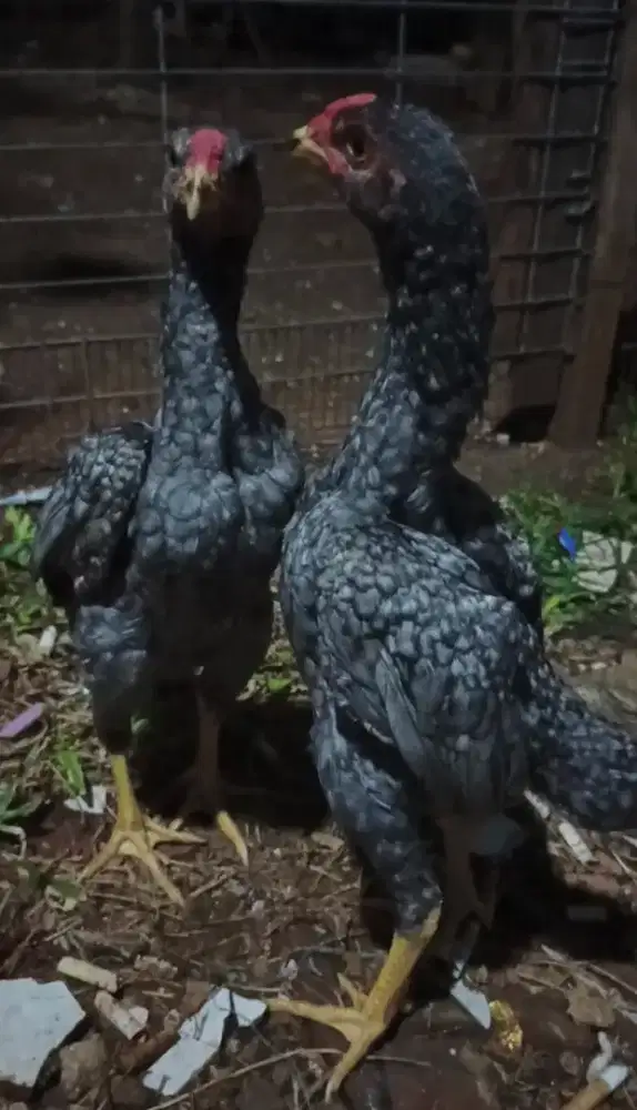 Ayam Ko shamo mini blue jantan