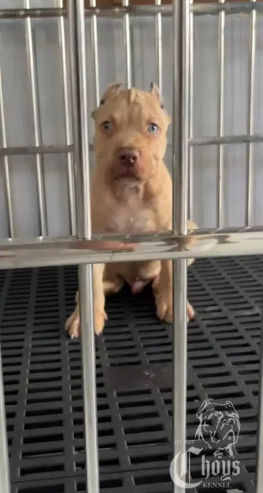 Pitbull Puppy Jantan