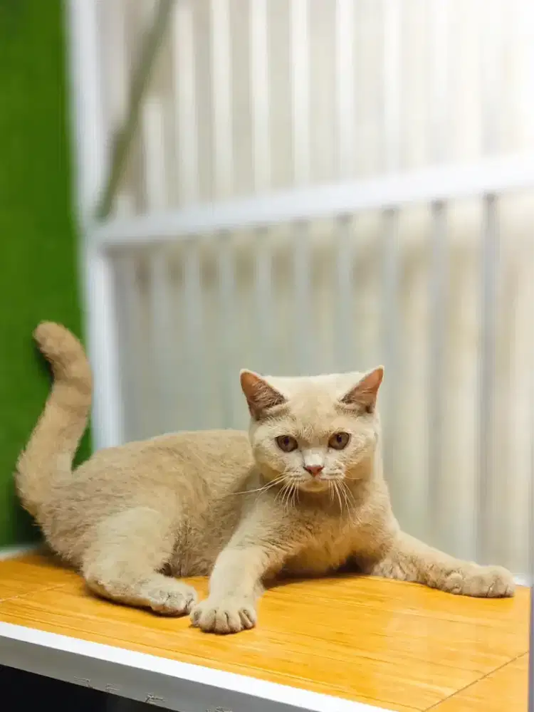 British Shorthair Fawn