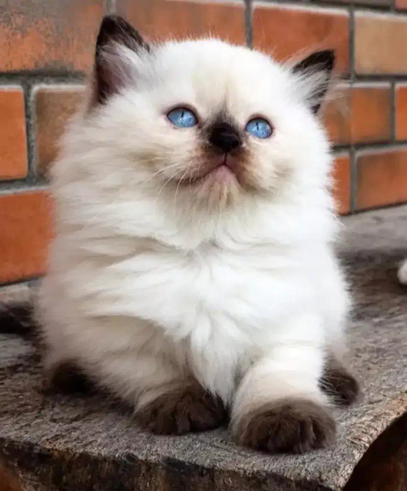 Munchkin ragdoll kualitas