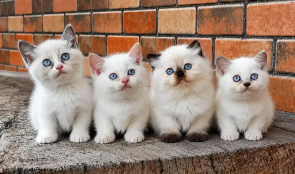Munchkin ragdoll betina dan jantan