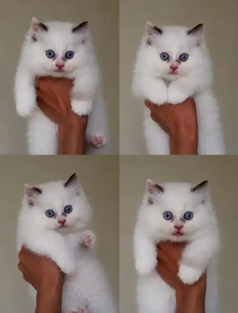 Ragdoll female kualitas