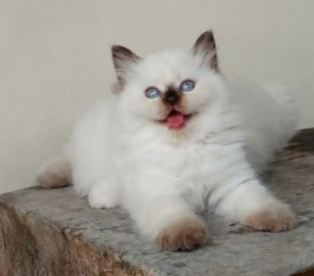 Ragdoll female kualitas