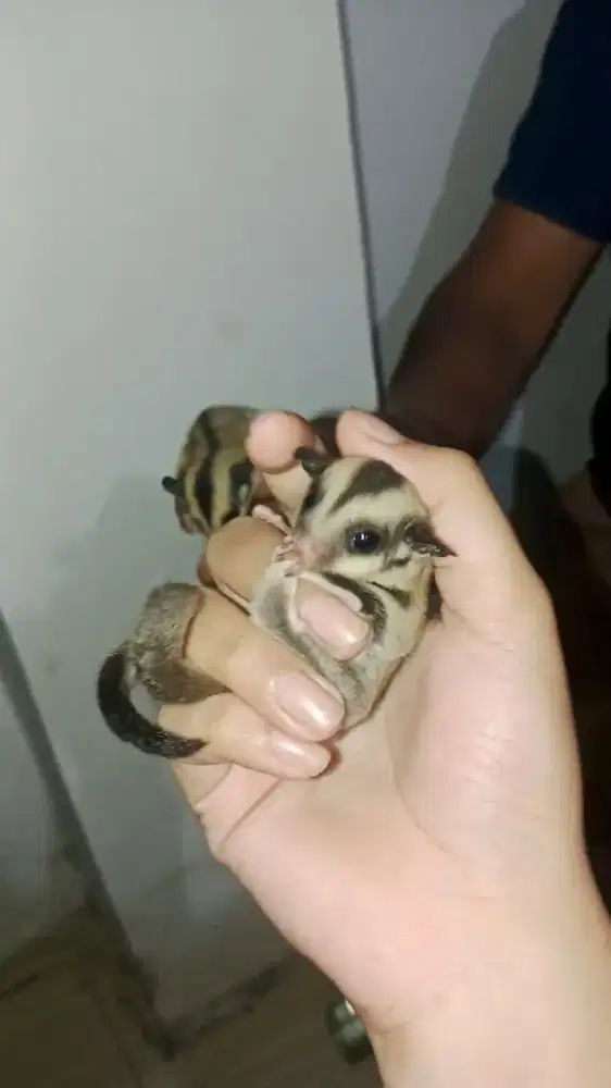 Sugar Glider Grey