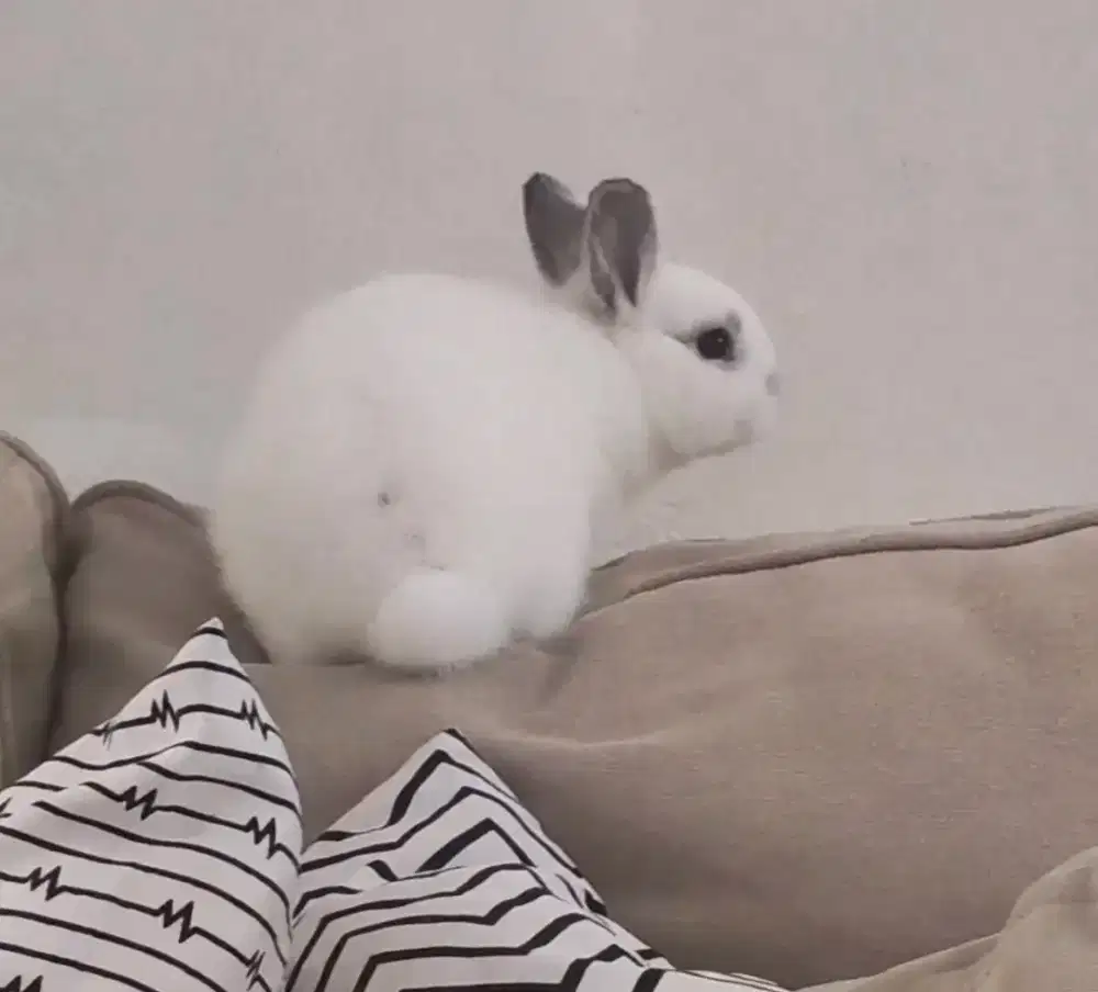 Kelinci Netherland Dwarf