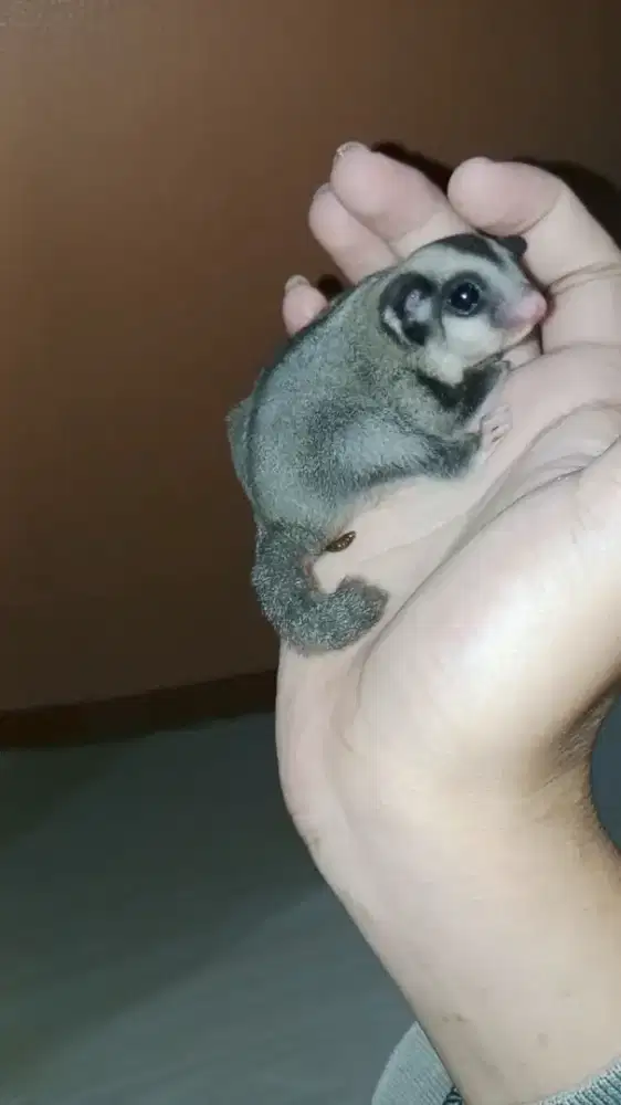 Sugar Glider Grey Jantan