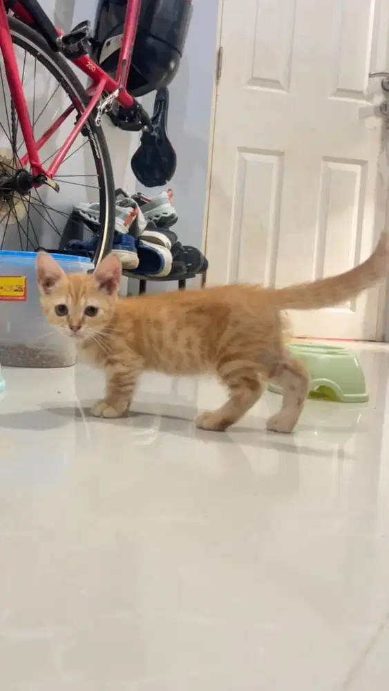 Open Adopt Kitten Munchkin