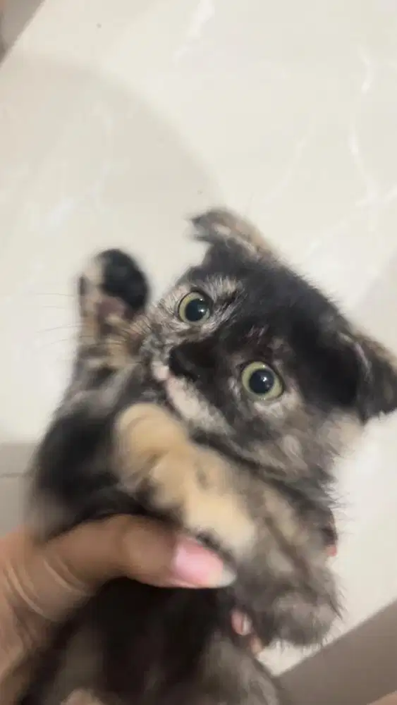Open Adopt Kitten Scottish Fold