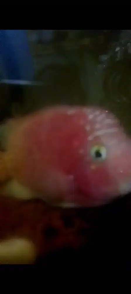 Ikan louhan GB mata putih