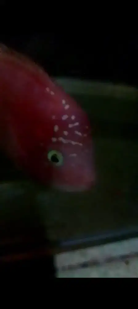 Ikan louhan GB mata putih