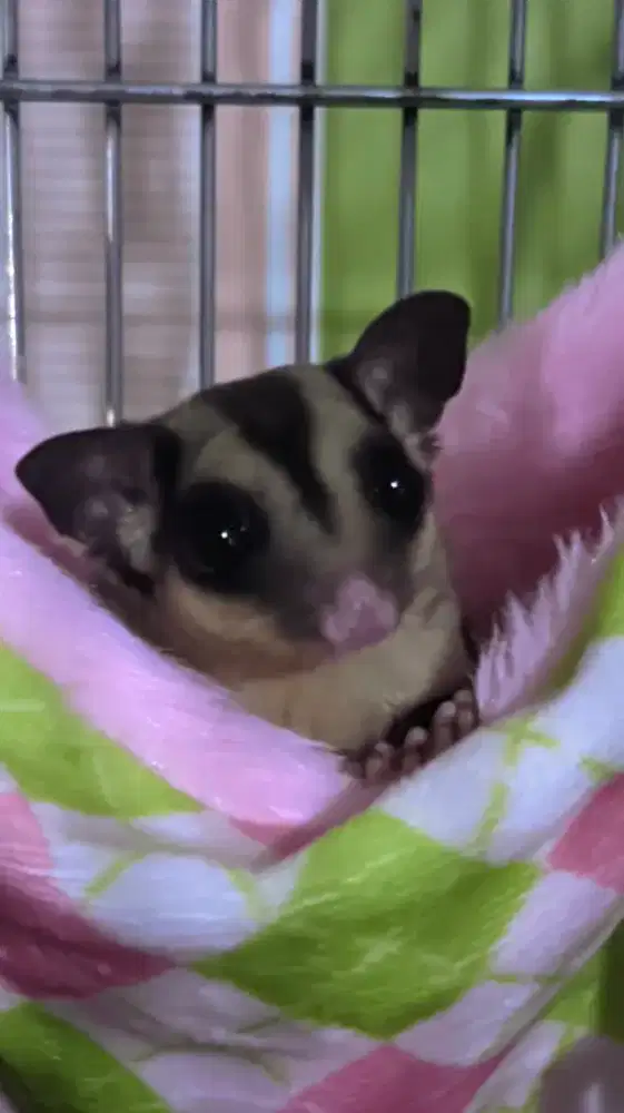 Sugar glider clasic grey