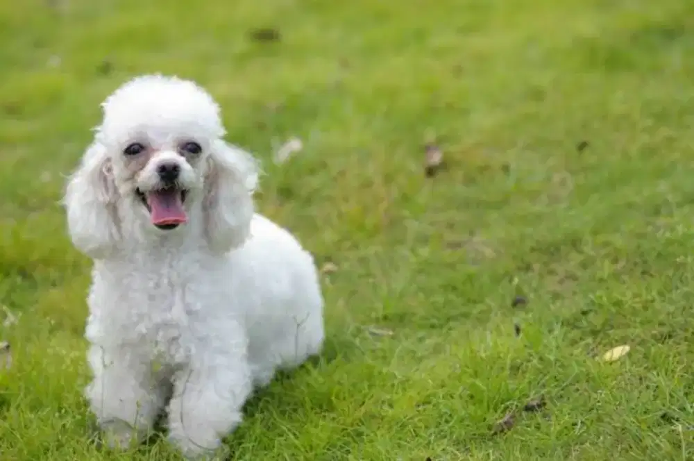 poodle white betina usia 1 tahun non stb