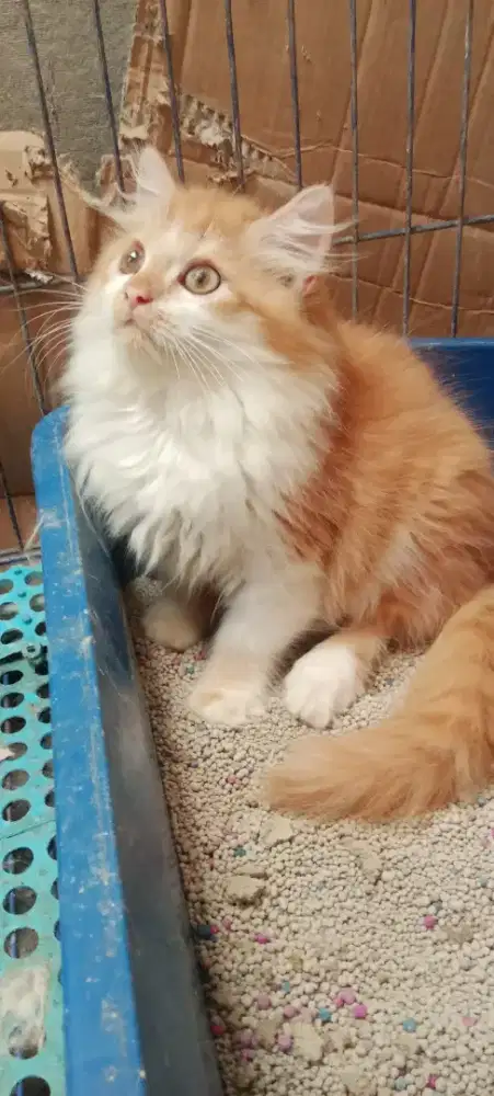 Kucing Persia medium