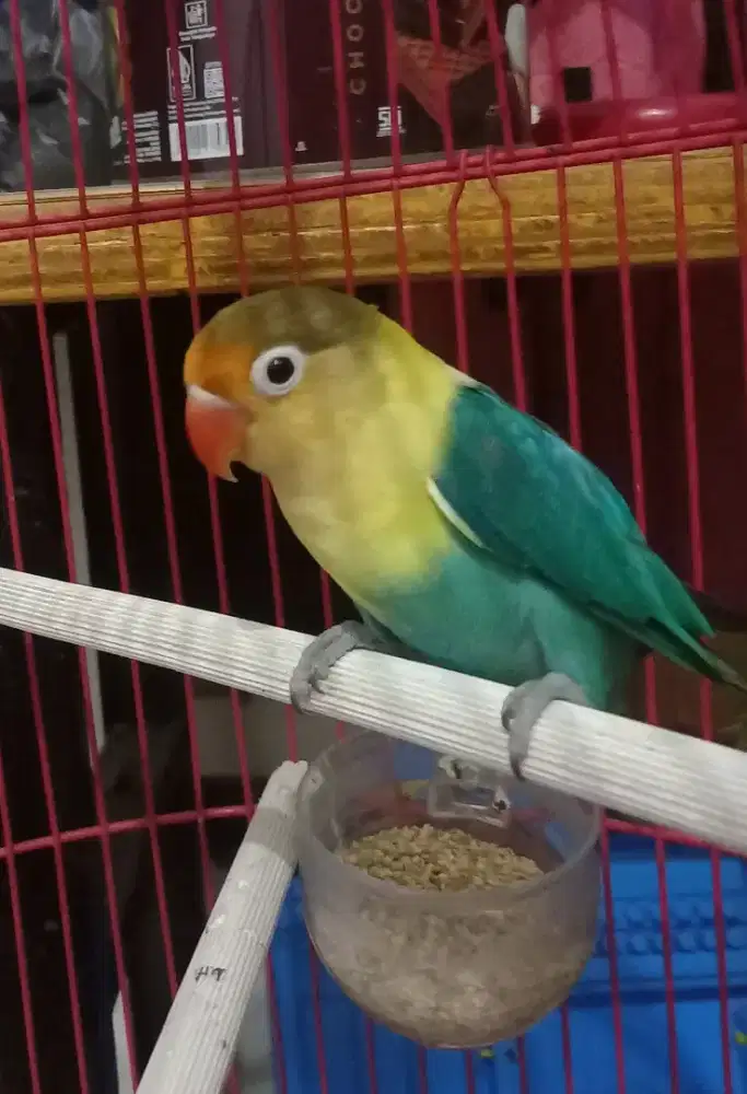LOVEBIRD PB PAUD