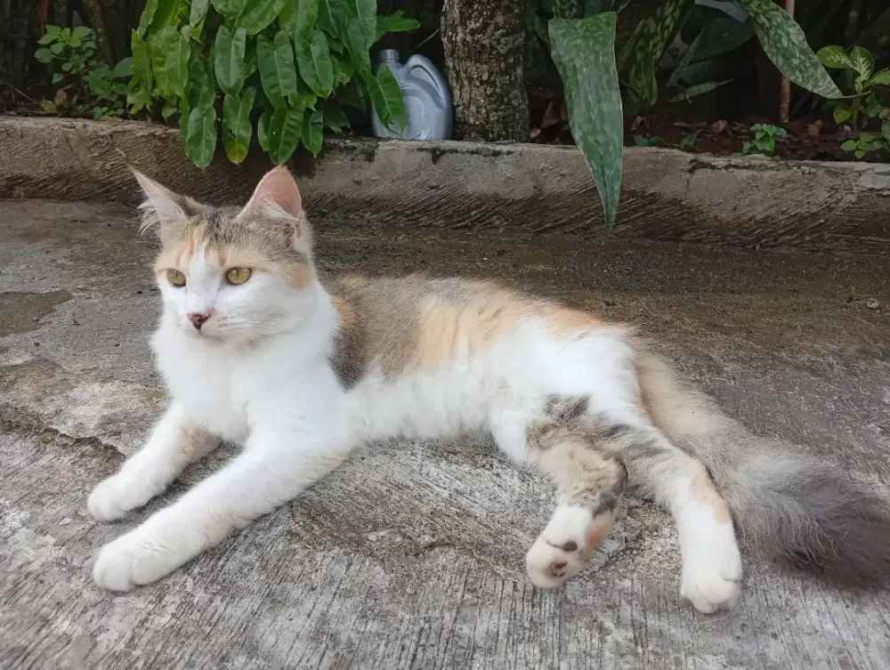 Kucing Persia..
