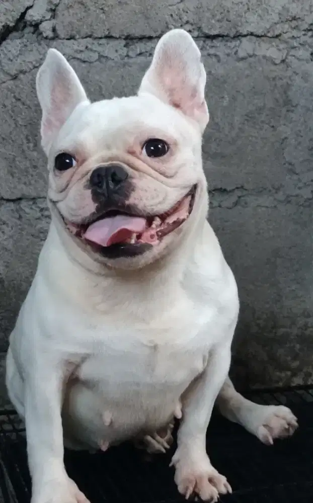 French bulldog betina dewasa
