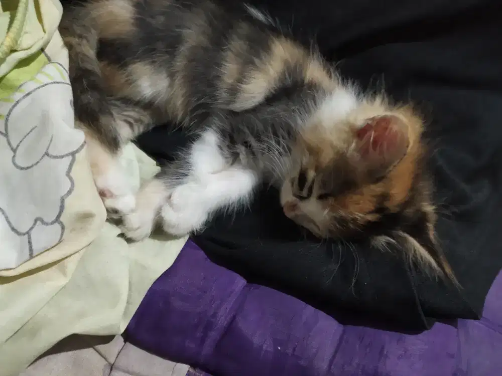 Kucing Persia umur 1 bulan lebih