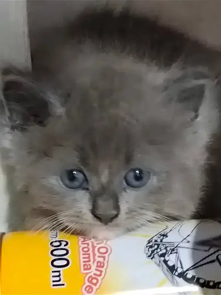 Baby cute kittens super lucu