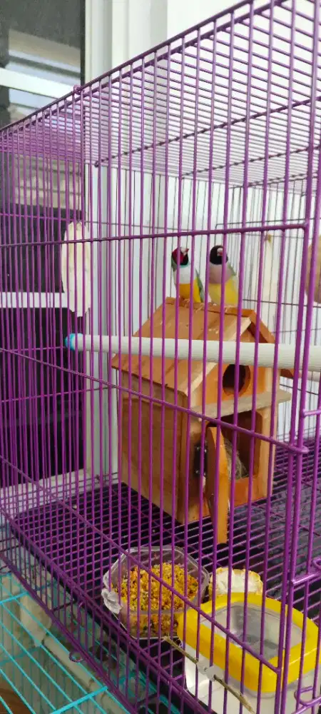 Burung Gould amadin sepasang induk